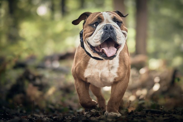 Dog Poop Pickup in Orchard Lake Village Michigan