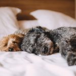 Dog Poop Pickup in Orchard Lake Village Michigan