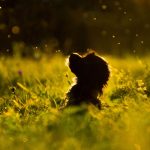 Dog Poop Pickup in Orchard Lake Village Michigan