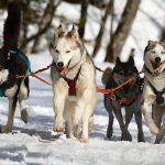 Dog Poop Pickup in Orchard Lake Village Michigan